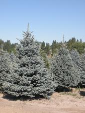 Colorado Spruce